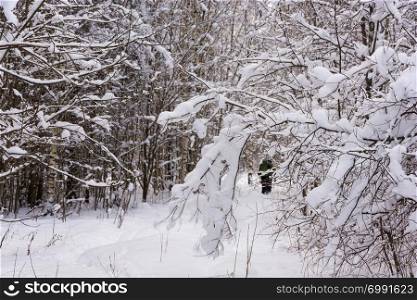 A small group of tourists go through the snow-covered forest on a cold winter cloudy day.