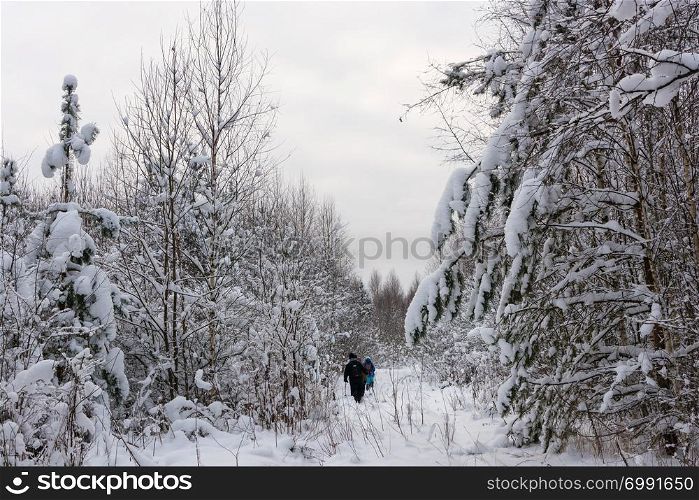 A small group of tourists go through the snow-covered forest on a cold winter cloudy day.