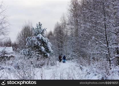 A small group of tourists go through the snow-covered forest on a cold winter cloudy day. A small group of tourists go through the snow-covered forest on a cold winter cloudy day.