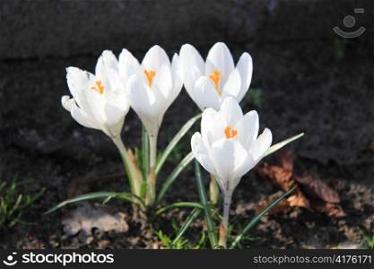 A small group of white crocuses in the early spring sun