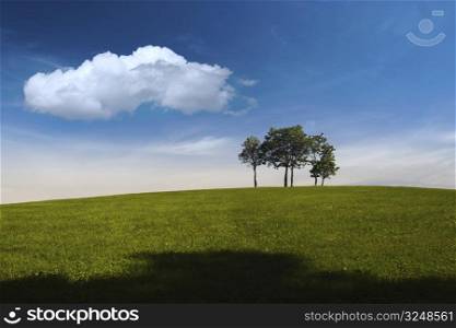 A small group of young trees are standing on the top of a hill. There is a clear blue sky above and a big white cloud.