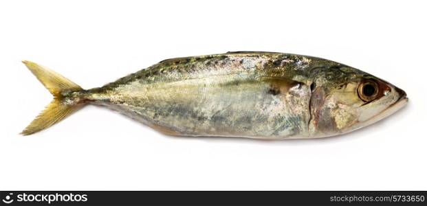 A small Indian mackerel over a white background