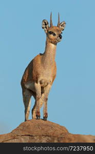 A small klipspringer antelope (Oreotragus oreotragus) standing on a rock, Kruger National Park, South Africa