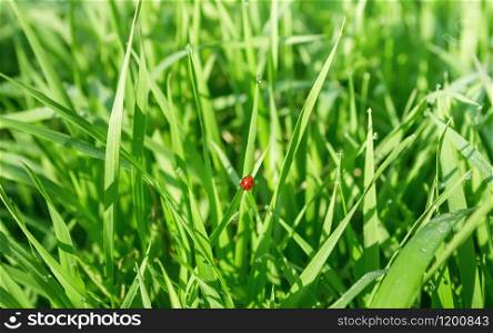 A small ladybug basks in the sun in the morning dewy fresh grass. Sunny spring floral background. Selective focus.