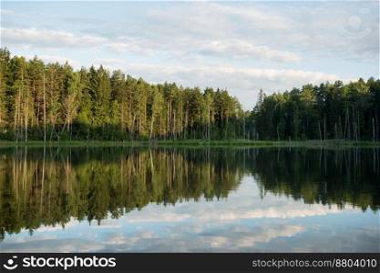 A small lake in a spruce forest, surrounded along the shore by trunks of dried trees.. Lake in the forest