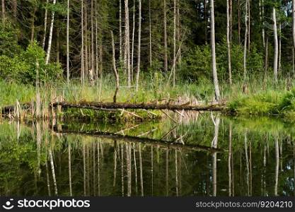 A small lake in a spruce forest, surrounded along the shore by trunks of dried trees.. Lake in the forest