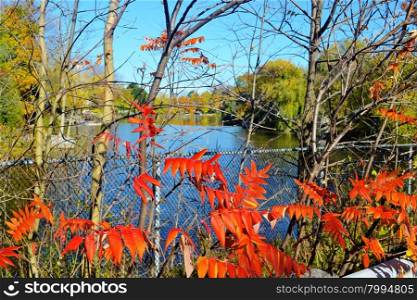 A small lake in blue color and trees around and whit colorful red leafsin foreground in the fall.