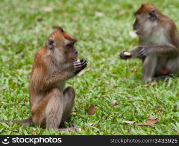 a small macaque monkey in penang malaysia