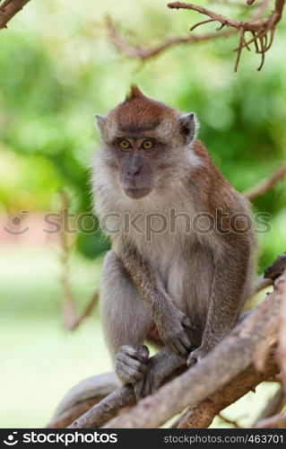 a small macaque monkey in penang malaysia