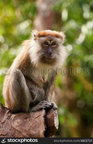 a small macaque monkey in penang malaysia