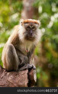 a small macaque monkey in penang malaysia