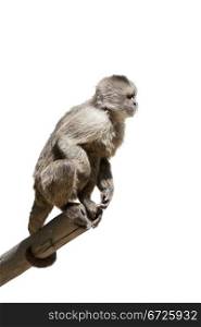 a small monkey climbed a tree branch