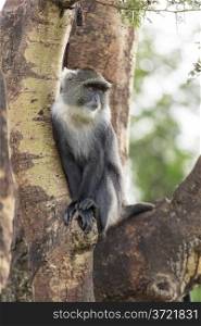 A small monkey with a furry white neck sitting comfortably on a tree
