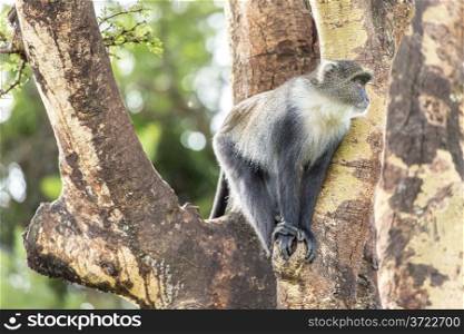 A small monkey with a furry white neck sitting comfortably on a tree