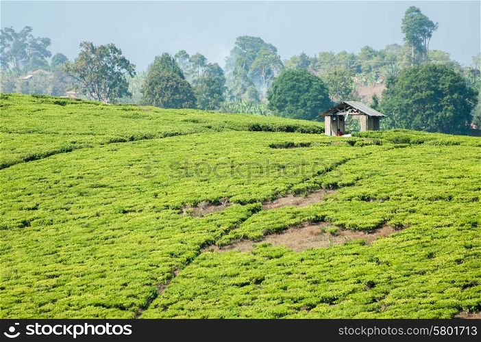 A small open house with an iron roof stands on the top of the hill covered in the tea plantation. A small figure in red is visible in the house which is used for collection of the freshly picked tea on this farm near Rungwi, Souther Tanzania.