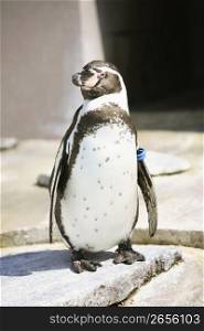 a small penguin