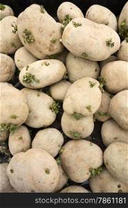 A small pile of spud potatoes that are slowly going to seed as sprouts grow from the skins.