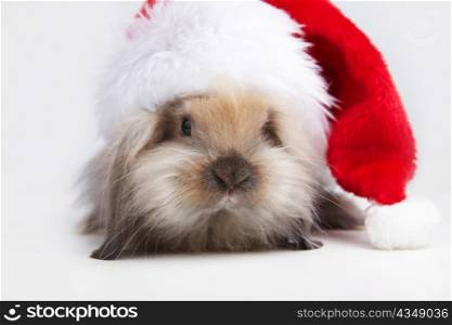 A small rabbit in the hat of Santa Claus