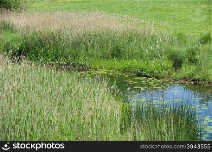 A small river in the country with a lot of water lilies and grass.