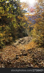 A small road in the Carpathian Mountains in autumn