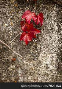 A small section of bright red ivy leaves against a concrete wall speckled with yellow lichen offers a show of fall colors.
