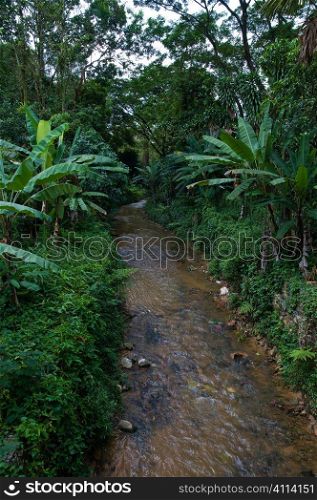 a small stream flowing through the jungle