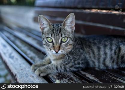 a small striped kitten on a bench. Turkey. Istanbul