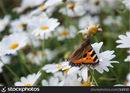A Small Tortoiseshell butterfly on a white daisy