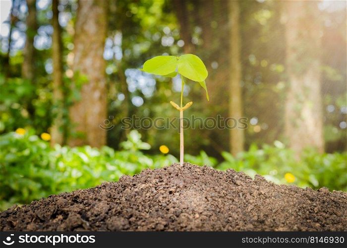 A small tree and hands are planting trees tenderly.