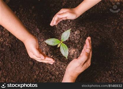 A small tree and hands are planting trees tenderly.
