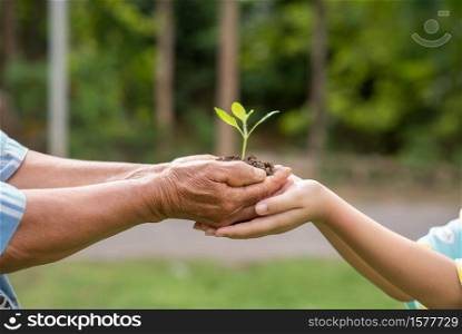 A small tree growing with soil forwarded or delivered between the hands of the elderly and children with the green forest background. Showed the care for the environment with sustainable development.