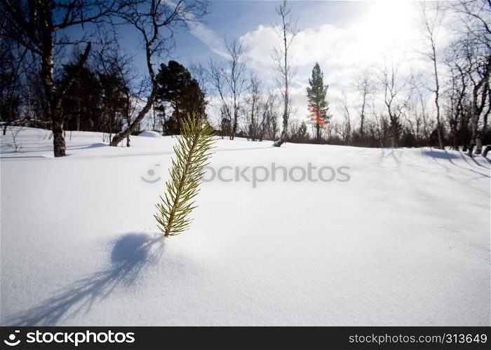 A small tree surviving in the snow