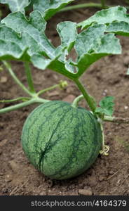 a small watermelon growing in the garden