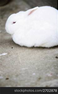 a small white bunny