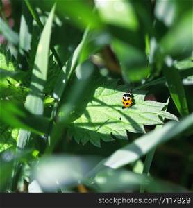 A small yellow ladybird - Hippodamia notata - basked in the sun on a nettle leaf among green grass on a sunny day. Blurred background, selective focus.