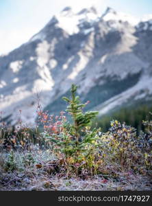 A small young pine covered in frost with a towering Canadian Rockies mountain behind in the background at Elbow Lake.