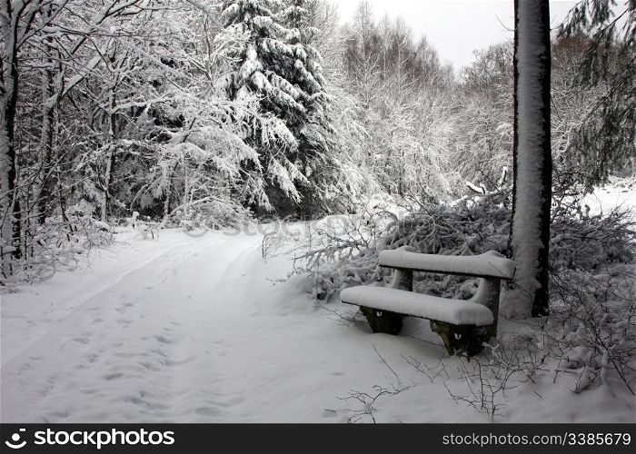 A Snow Covered Bench in a Winter Forest