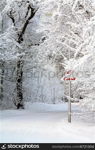 a snow covered road and frosted trees in a forest
