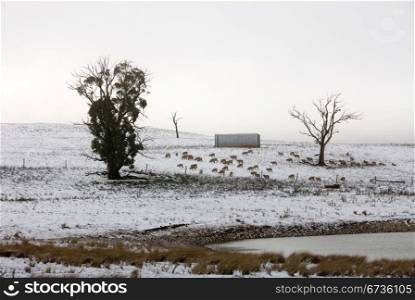 A snow scene near Laggan, New South Wales, Australia