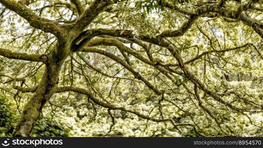 A soft focus panorama view of an old variegated oak with many branches