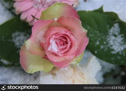 A soft pink rose bud covered with snow