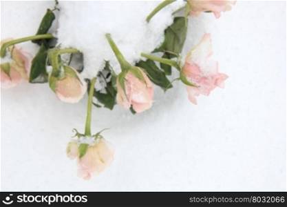A soft rose bouquet in the snow