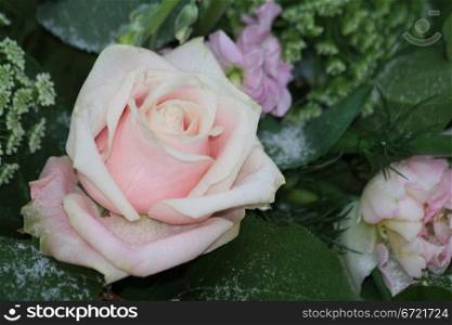 A solitaire frosted pink rose with ice crystals