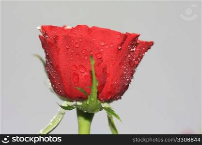 A solitaire red rose covered with raindrops