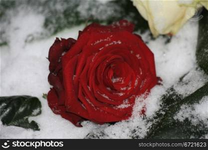 A solitaire red rose in the snow