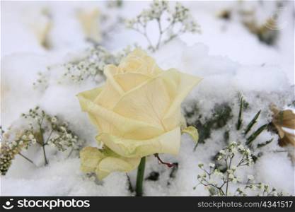 A solitaire white rose in the snow