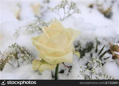 A solitaire white rose in the snow
