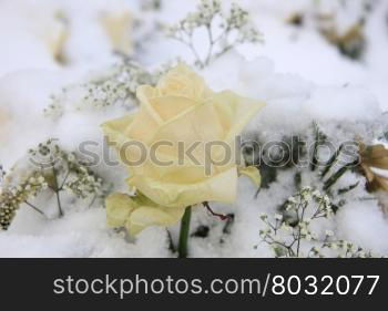 A solitaire white rose in the snow