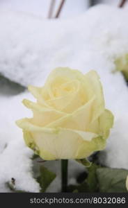 A solitaire white rose in the snow