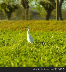 A solitary white heron in a green grass field